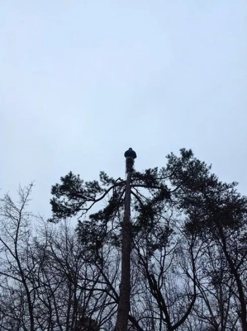 This company did a great job of removing my tree. It was in a pretty tight space, but they took it down without a hitch