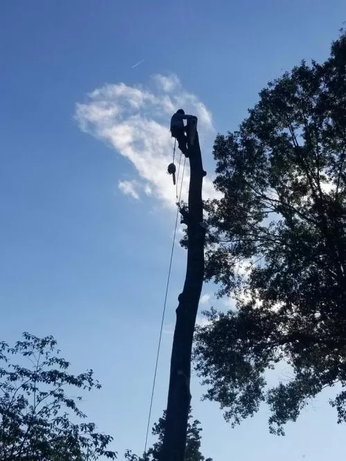 These guys are great. They took down a big, dangerous tree hanging out over the road