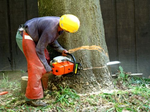  alt='Shane did a great job removing some dead trees in our back yard'