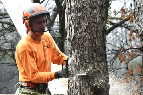 As a former tree surgeon, I couldn"t be more satisfied with the work that Nathan, Andrew and Don did recently