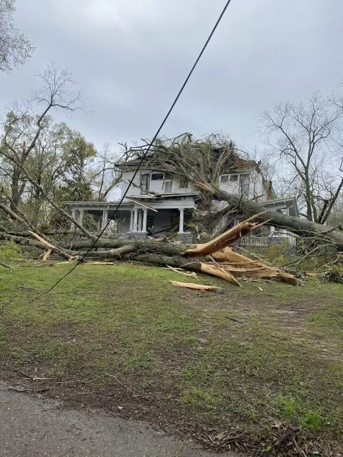 This is the second time I’ve had Campbell’s Trees Service come out and remove trees