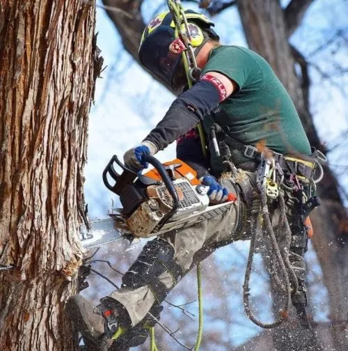 Amigo’s Tree Service LLC has been my tree service provider for many years. It"s always been a great experience