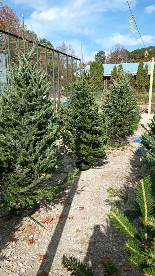 Great Christmas tree lot with precut trees. The prices are very reasonable. The trees look fresh and smell great