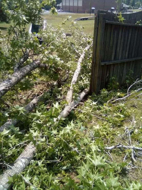 Great company!!!  Great guys!!! We now have a great backyard since they removed about 8 trees