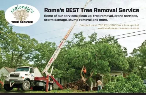 They did a great job! We had several trees that could have become problematic but they did preventative work