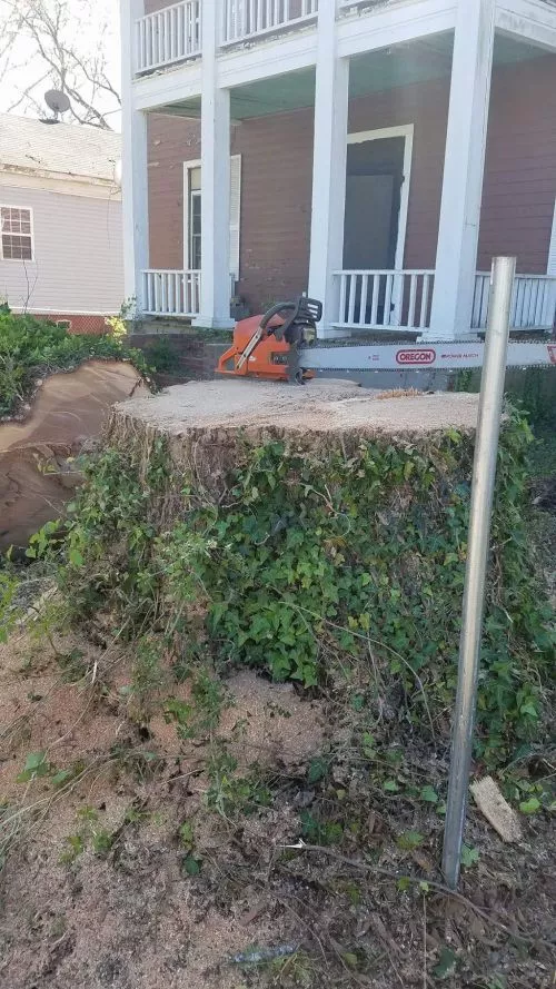 The guys arrived on time and took down the trees quickly, removed the stumps and cleaned up all within 1 1/2 hours and were