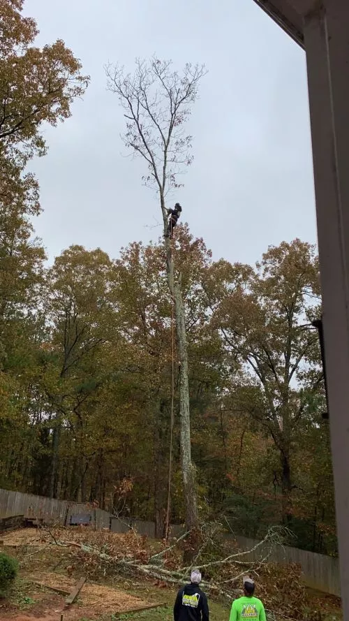 Steve at Walkers Tree Service is wonderful. I called in the morning they were in my yard by lunch removing a tree that had