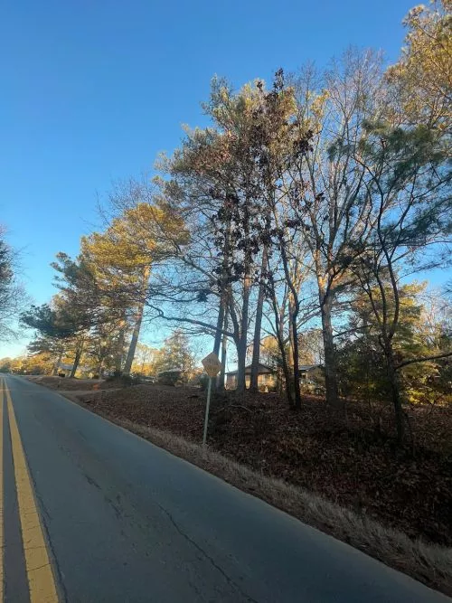 I had one large and two very large pine trees on my bank close to the road