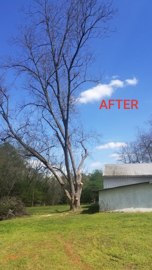  alt='He does a great job. . . give him a buzz for all the of your tree trimming, cutting, and removals needed'