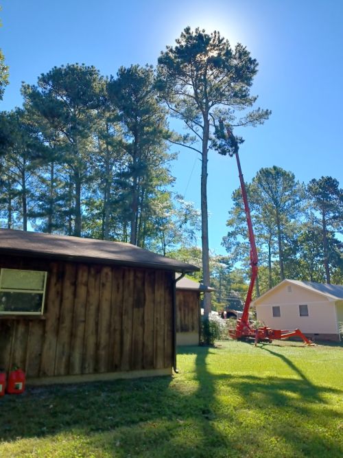  alt='Great experience! Randy came into my backyard and took out 11 pines'