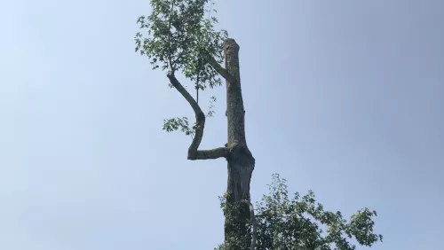 Randy recently did some tree cutting and stump grinding for us at 2 locations with a 3rd to come