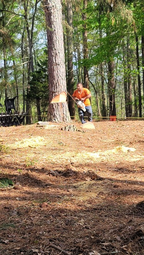  alt='Almost one month ago we had 14 + trees removed from our property - crew was professional and hard working however this'