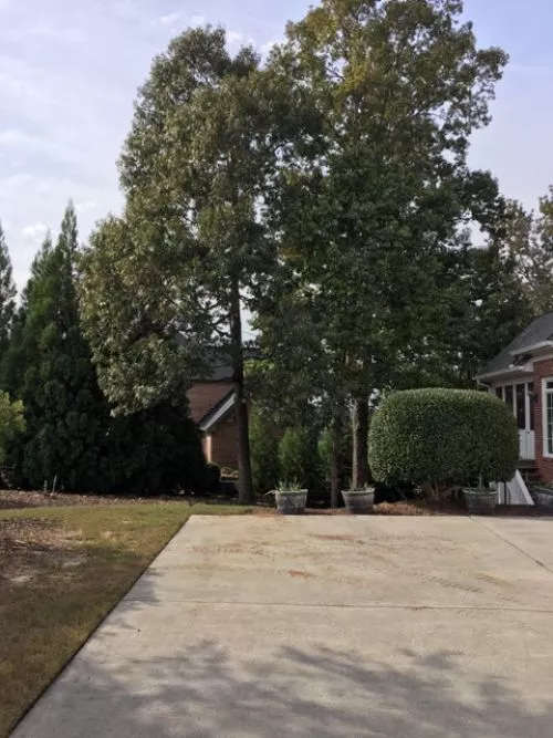 We highly recommend LTRC Tree Specialists! We had a very large pine tree in our backyard suddenly start losing bark with a