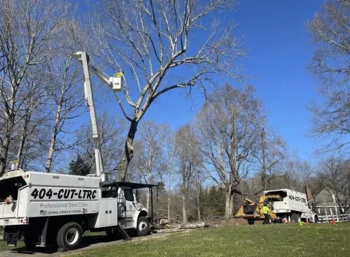 Best tree service we ever hired and we"ve hired many in 40 years of home ownership