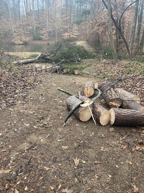  alt='Had 2 trees removed. Amazing work and best price out there! Would recommend to anybody in a heartbeat!'