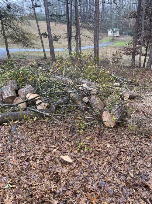 Had 2 trees removed. Amazing work and best price out there! Would recommend to anybody in a heartbeat!