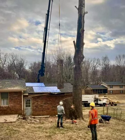 I had a good experience with Reyes Tree Service! They arrived promptly at my house and worked diligently until the job was