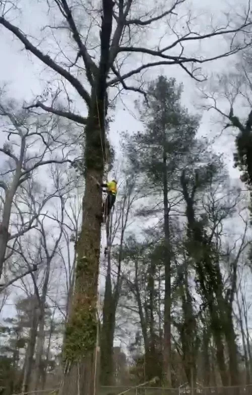 I give Reyes Tree Service 5+ stars! Reyes tree service came out to my house today to cut down some very large trees right