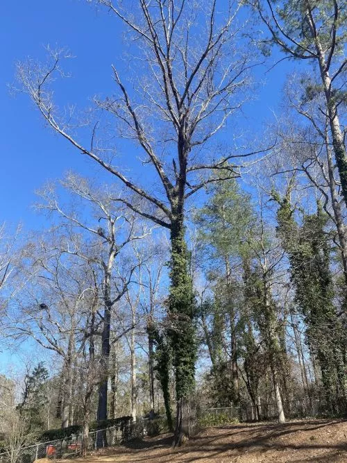 Great work all around! 5+ stars in my book. Communicative from start to finish, and unlike many of the other tree services