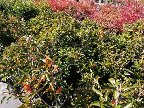 Es muy bonita su variedad de plantas y arbustos que tiene