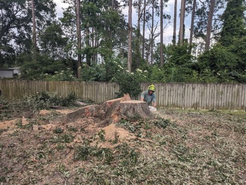  alt='These guys were so great and proficient and are skilled tree surgeons'