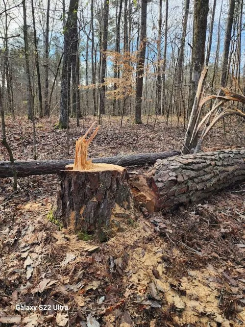 We had several large tree branches removed. The team did a great job and were easy to work with