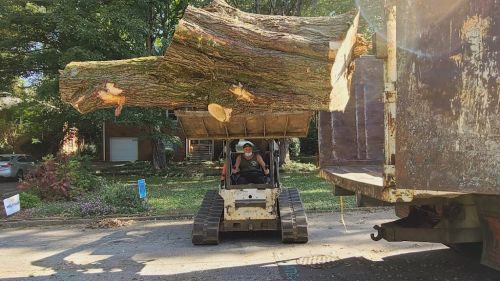  alt='Keith, Jerry and their crew did an excellent job removing 2 large Leyland Cypress trees'