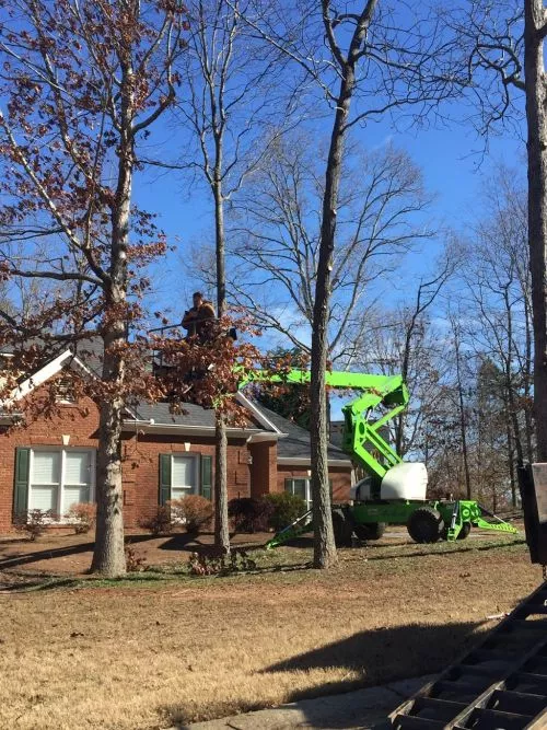 We recently used Atlanta Classic Tree Service to have a 60ft. oak tree removed- it was a big job