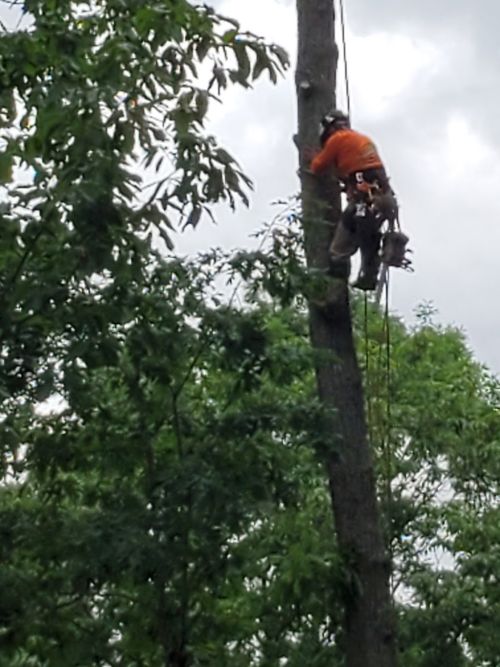  alt='Very professional!! That did a great job taking down several trees'