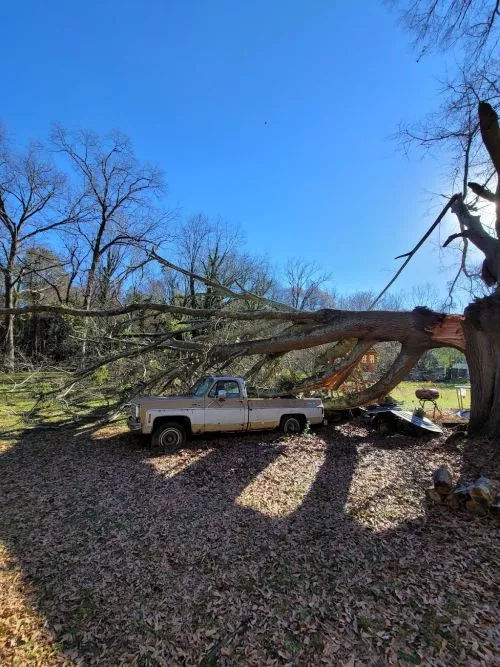 Excellent attention to detail. Very thorough and on time. His knowledge of trees is outstanding will continue to use in the