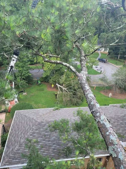 Beau came to our house and cleared out the trees that were obstructing our view and did some pruning