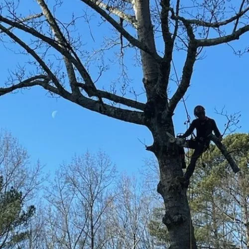 We had an exceptional experience with JA ARBORICULTURE LLC. They removed several trees from our property, expertly trimmed