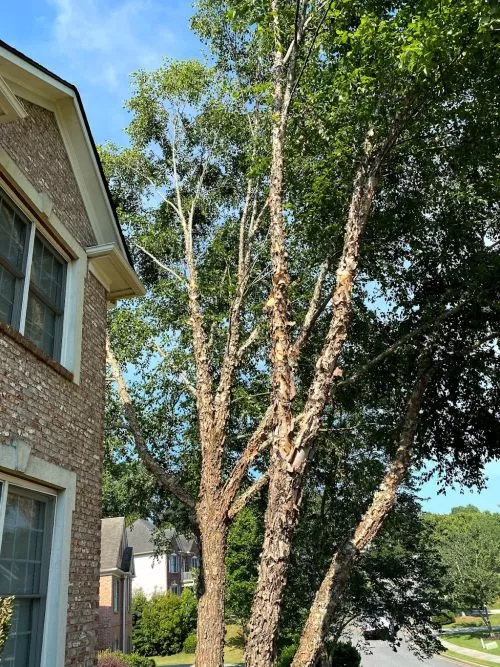 Zamora is the best tree service! Justin and his crew were on time, affordable and extremely professional