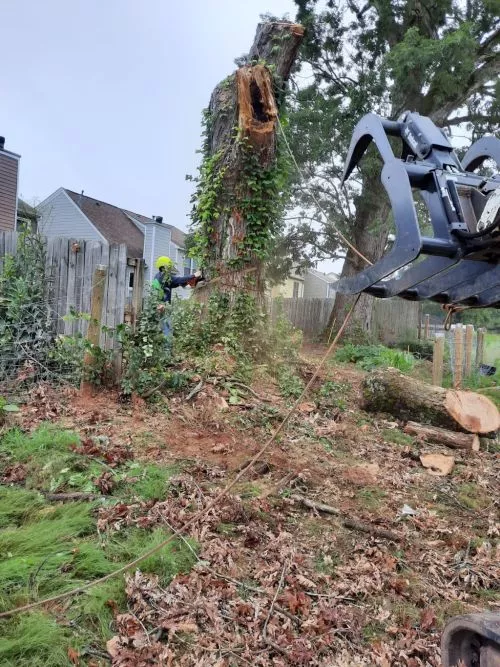 I called Zamora to cut down some limbs that were growing over/onto our property