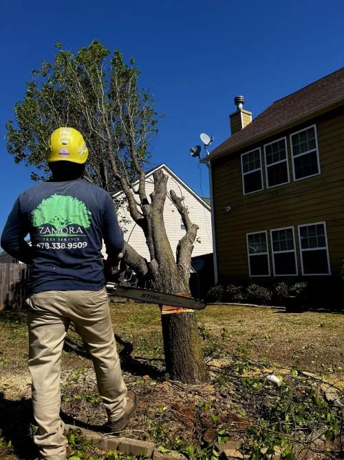 I couldn"t be happier with Zamora Tree Service! They did an outstanding job removing limbs from our power line