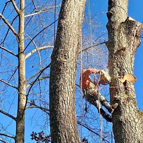 Very happy with my experience with Sergeant Tree Services. I had a large Pecan to be removed