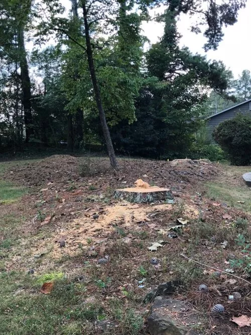 We had thirteen trees cut down and needed help getting the stumps removed