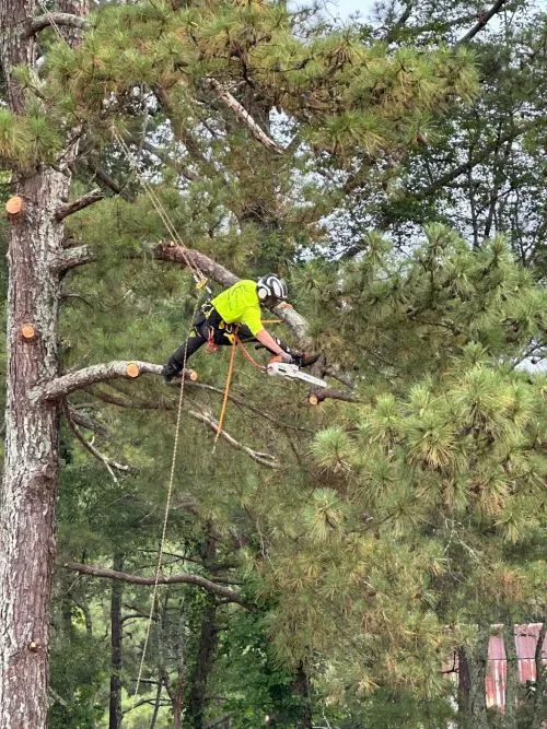 One of my neighbors referred Arborene Tree Care to me as I have recently acquired a new property