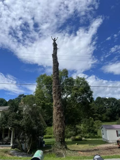 Very friendly, very professional and would highly recommend for all your tree work!