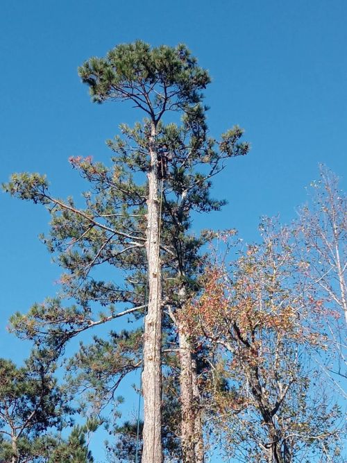  alt='I recently had Uriel trim tree in my yard, and I couldn