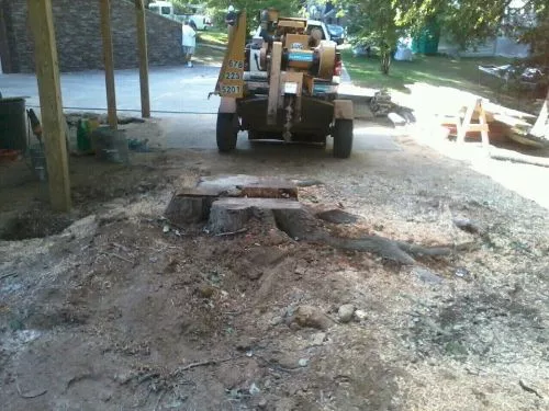 i have 18 trees removed in my front and back yard. Tim showed up on time, did a great job, walked the yard with me after to