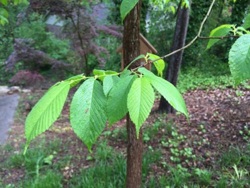  alt='Jesse is a wealth of information, and completely invested in the health and welfare of trees in the urban environment'