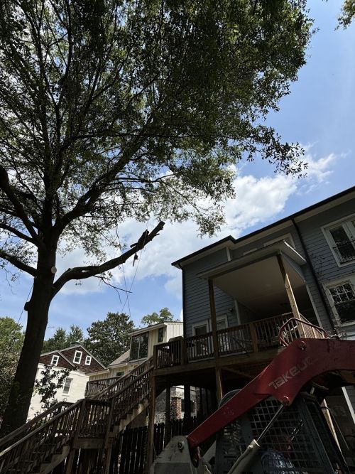  alt='Tim and his crew did a wonderful job of removing a huge tree from my house after the hurricane. Quality work. '