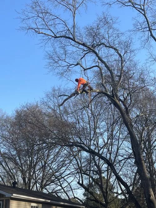 Tim and his crew did a wonderful job of removing a huge tree from my house after the hurricane. Quality work. 