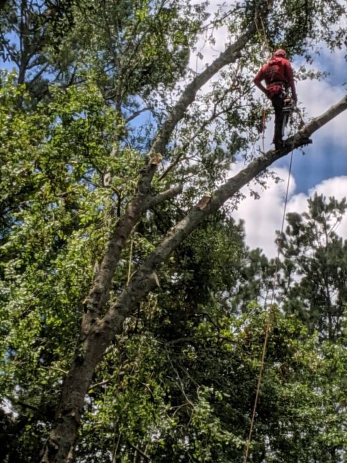  alt='We had a tree fall on our fence from Hurricane Helene. They were out there Friday morning and had the massive tree gone by'