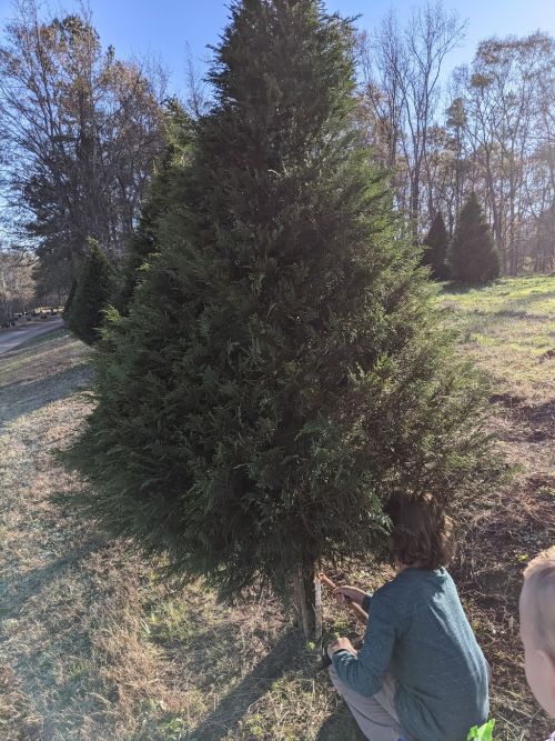  alt='We try and come here every year for our Christmas tree. We love having our kids pick out the tree and enjoy some s’more'