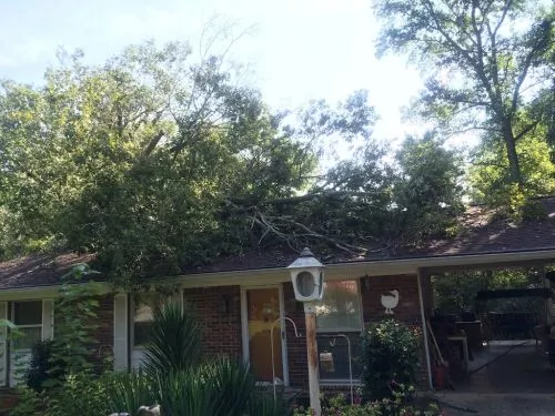 Ricky’s Tree Service took down two very large pine trees within 24 inches of my fence cut several other smaller trees and