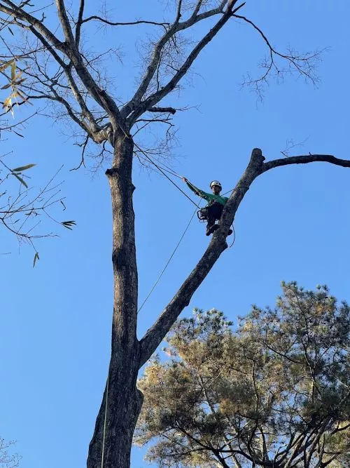 A Ok Tree Service is fast and reliable! We had a broken tree from hurricane Helena, and their team took it down for us