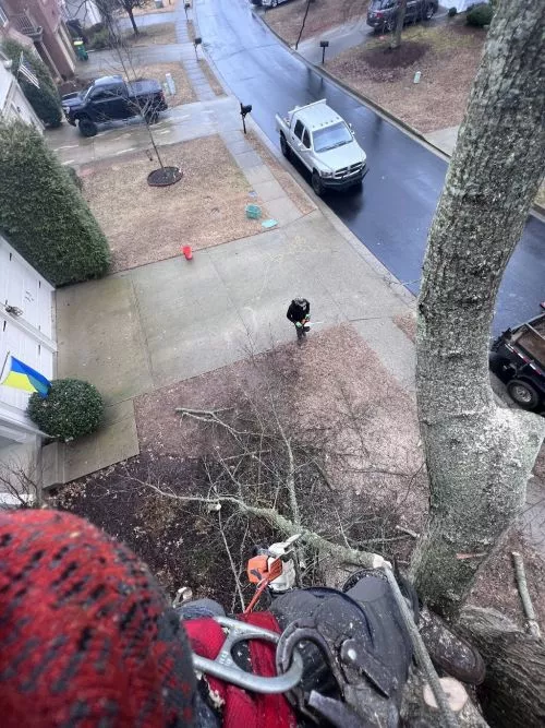 We hired A-Ok Tree Service for both tree removal and pruning of numerous existing trees