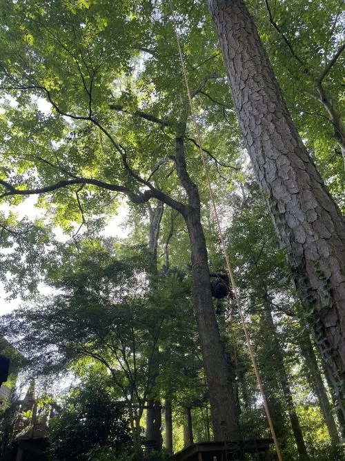 A-Ok Tree Service did an awesome job removing trees near my house